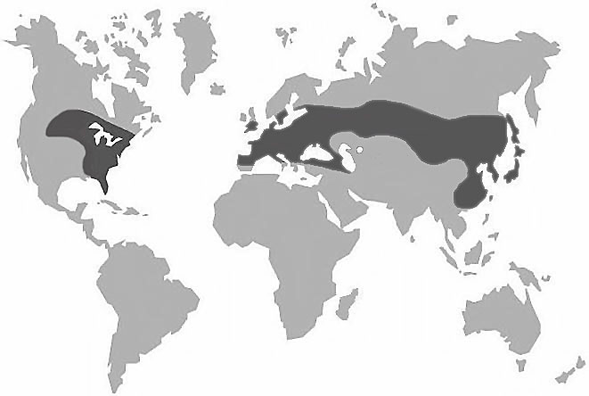 Les frelons vivent dans une grande partie de l'Europe, mais jamais au-del 
du 63me parallle. On les rencontre galement en Asie, aux Etats-Unis, au Canada 
et  Madagascar.
