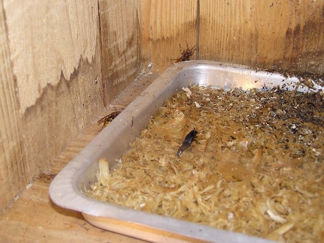 Der Hornissenkfer (Velleius dilatatus) im Abfall unter einem Hornissennest; Foto: Dieter Kosmeier