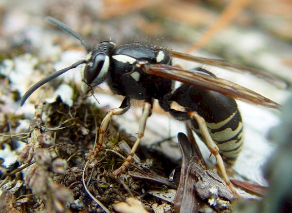 Blackjacket queen; picture taken by Tom Sullivam, Maine