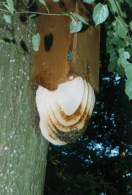 Bienenvolk im Hornissenkasten; Foto Thomas Rickinger