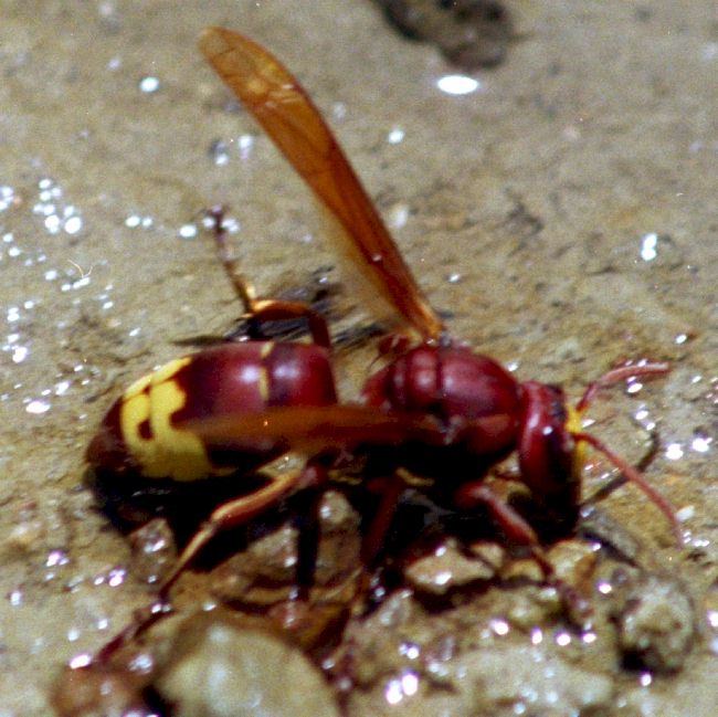 Vespa orientalis, Foto: Dieter Kosmeier