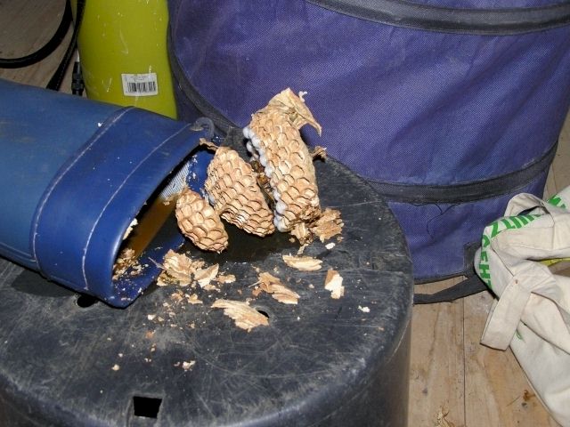 Das herausgelste Nest, im Stiefel befand sich schon reichlich Flssigkeit; Foto: Robert Ripberger