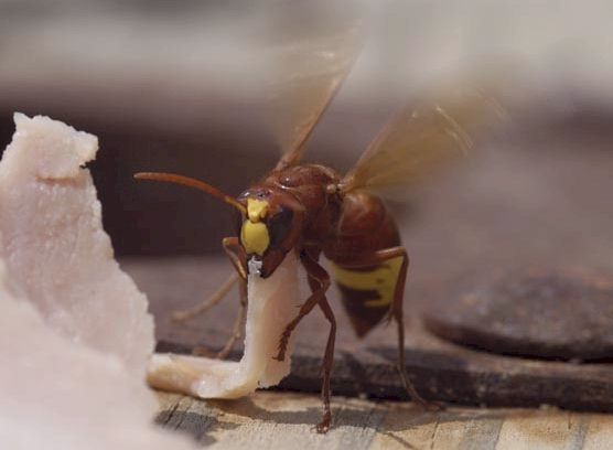 Vespa orientalis; Fotos: Kris Mercer, aufgenommen in 09/2002 in Mesa Chorio, Zypern