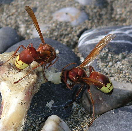 Vespa orientalis; Foto: Stephan Besche, aufgenommen in der Trkei