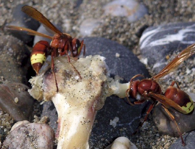 Vespa orientalis; Foto: Stephan Besche, aufgenommen in der Trkei