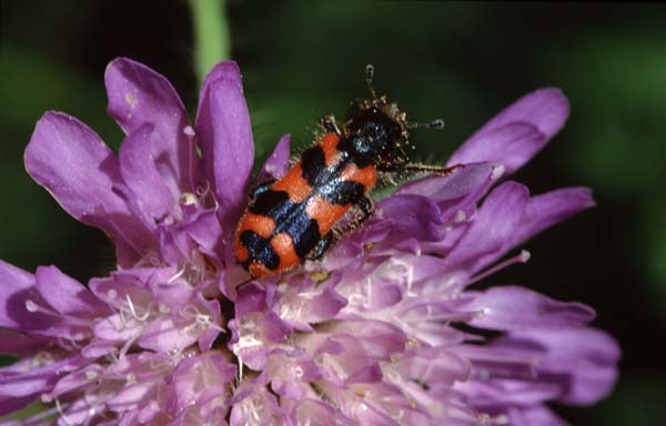 Als Bienenwolf wirdTrichodes apiarius, Foto: Uwe Schneehagen, Schweiz