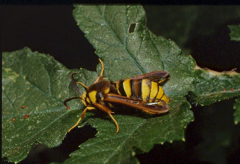 Hornissen-Glasflgler, Aegeria apiformis, engl. hornet moth