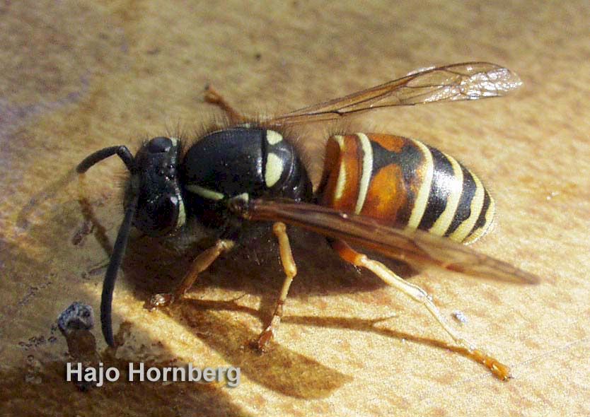 Die "Rote Wespe" Paravespula rufa