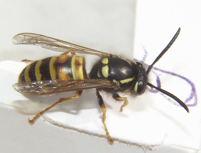 Die "Rote Wespe" Paravespula rufa