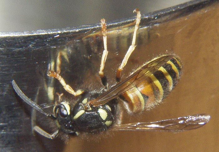 Die "Rote Wespe" Paravespula rufa