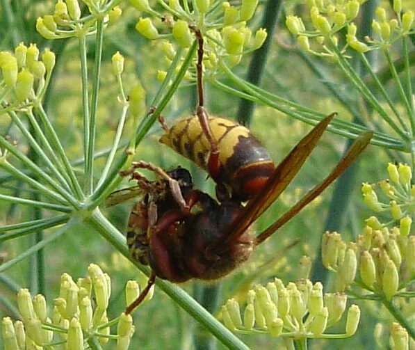 Foto: Frank Hornig; Hornisse zerlegt erbeutete Wespe