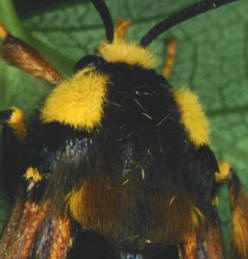 Sesia apiformis; Foto: Kimmo Silvonen 