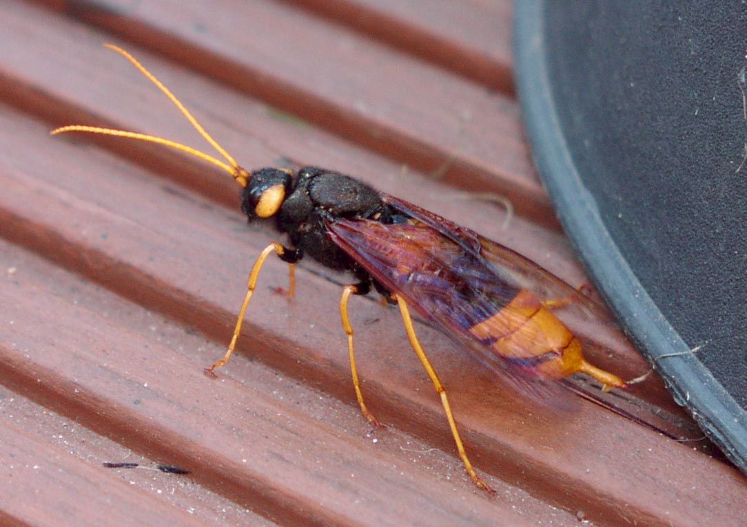 Urocerus gigas; Foto: Kieron Brant