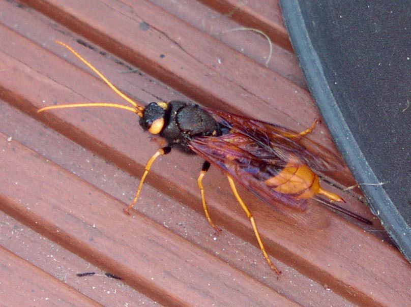 Urocerus gigas; Foto: Kieron Brant