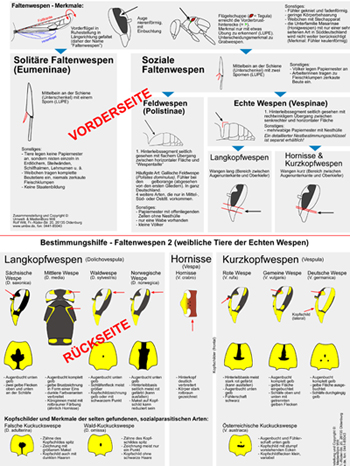 Bestimmungshilfe - Faltenwespen